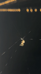 Nighttime spider and bridge documentation captured in Osijek