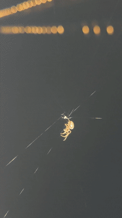 Nighttime spider and bridge documentation captured in Osijek