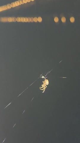 The video shows a spider on its web against a dark background with blurred, glowing lights (bokeh) in the distance. The spider, which appears light-colored, is initially centered in the frame. Around the 0:01 mark, the spider suddenly drops or is dislodged from its position, moving rapidly downwards and out of the main focus. A bright, artificial light source then briefly enters the bottom left of the frame. Throughout the short clip, a person can be heard speaking Russian, uttering phrases like "спать" (sleep), "ой" (oh), "Хватит спать" (Enough sleep), and "Что она делает?" (What is she doing?). The setting appears to be nighttime due to the darkness and artificial lights. The exact location, Osijek, Croatia, is not visually discernible from the video.