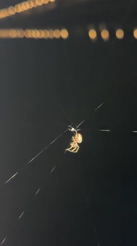 Nighttime spider and bridge documentation captured in Osijek