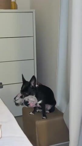 A black and white dog sits on a tan stool with a stuffed toy in its mouth. The dog is facing to the left and its eyes are visible. The dog's ears are erect. The stuffed toy is partially pink and gray. Behind the dog is a white dresser with two drawers visible. To the right of the dresser is a white curtain. The lighting is dim.