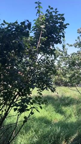 This is a short video of two trees in a grassy field under a clear blue sky. The tree in the foreground on the left is denser with dark green leaves. The tree in the background on the right is also full of green leaves and has a more open canopy. The sun is shining brightly, casting dappled shadows on the grass. The overall impression is one of a peaceful, sunny day in a rural or park-like setting. There are no people, objects, or visible text in the video. The time of day appears to be midday due to the bright sunlight and clear sky. The location context of Verkhnyaya Saniba, Russia, suggests a summer day.
