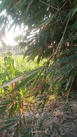 A drone camera pans across a lush green field filled with tall grass and bamboo plants. The sun shines brightly, casting a warm glow on the landscape. The camera moves slowly, capturing the natural beauty of the scene. The field appears to be undeveloped, with no signs of human activity. The overall impression is one of tranquility and serenity.