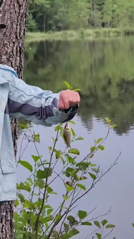 A person wearing a blue and grey jacket holds a small fish by a fishing line attached to a hook. The fish is dangling in front of green leaves and branches. The background shows a calm body of water reflecting trees and the sky.