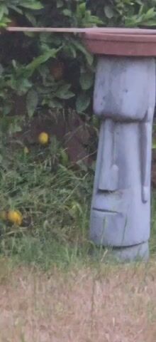 A close-up shot shows a stone statue of a moai head. The statue is grey and weathered, with a long face, a prominent nose, and a slit mouth. The statue is positioned in a garden with green grass and foliage in the background. There are a few yellow fruits, possibly lemons, visible on a tree behind the statue. The statue is topped with a brown circular object, which might be a planter or a cap. The lighting suggests it is daytime. The video is a close-up, static shot, with no discernible movement or action.