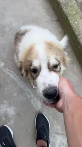 A person's hand gently pets a fluffy dog with white and brown fur. The dog is sitting on a concrete surface outdoors. The dog looks up at the person with a soft expression. The background shows a rough concrete wall. The person is wearing black sneakers.