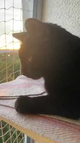 A black cat is looking out of a window. The cat is lying down on a shelf. The sun is setting, and the light is shining through the window. There is a net covering the window. The cat's fur is dark and shiny. The cat's eyes are open and looking towards the sun. The cat is calm and relaxed.