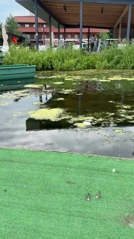 A static, eye-level, wide shot video shows a body of dark water with greenish algae floating on its surface. In the foreground, a bright green, artificial turf surface is visible. Three small fish are lying on the turf. In the mid-ground, a green boat is partially submerged in the water, near the left edge of the frame. Further back, lush green vegetation lines the bank of the body of water. Behind the vegetation, a building with a wooden-covered patio area is visible. Several people are standing or walking on the patio. The sky is overcast.