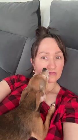 A woman with dark hair pulled into a bun and wearing a red and black checkered shirt is lying on a gray couch. A small brown dog is on her chest, licking her face. The woman is looking at the camera with her mouth slightly open.