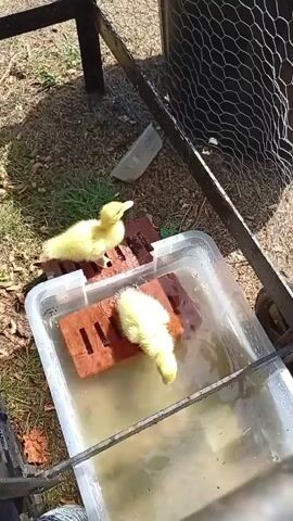 This is an overhead shot of two yellow ducklings in an outdoor enclosure. One duckling stands on two bricks, while the other is in a plastic tub of murky water, also on bricks. The duckling in the water splashes and dips its head, presumably drinking or bathing. The environment appears to be grassy with scattered leaves.