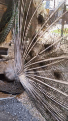 Peacocks on full display at a Taldykorgan enclosure