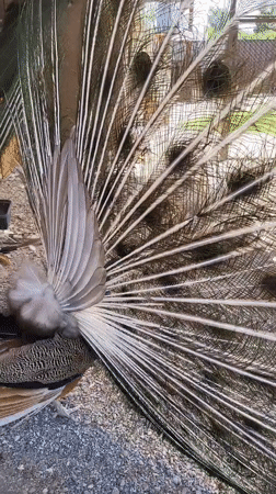 Peacocks on full display at a Taldykorgan enclosure