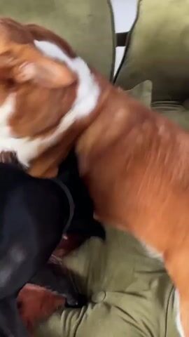 The video shows a close-up, shaky shot of three dogs interacting on a green, upholstered surface, likely a couch. The primary focus is on a large, reddish-brown dog with white markings, which is moving rapidly. A smaller, black dog is partially visible beneath and to the side of the larger dog, also in motion. A third, dark brown dog is lying on its back, partially obscured by the other two, and appears to be licking its nose. The environment appears to be indoors, with a white background visible in the upper right corner. The dogs' movements are energetic, suggesting play or mild agitation.