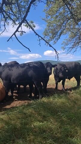 This media file depicts a group of cattle, primarily black and one brown, gathered in a pasture under a bright blue sky with scattered white clouds. A large tree with bare branches is prominent in the foreground, casting shadows. The cattle appear to be standing or lying down near a fence, with some partially obscured by the tree. The scene suggests a rural setting, likely a farm or ranch, in Záboří, Czechia. The lighting indicates it is daytime, with the sun high in the sky. The overall atmosphere seems peaceful and natural, with no overt signs of distress or activity beyond the animals resting. There is no visible text in the media file.