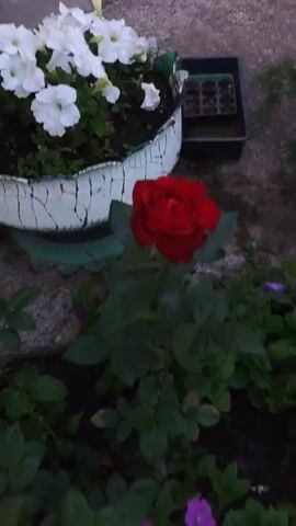 This is a close-up, somewhat blurry video clip of a red rose in bloom, positioned in the foreground. Behind the rose, there are several other flowering plants in pots, including white petunias and pink impatiens. The plants are arranged on what appears to be a paved surface, with a light-colored brick wall visible in the background. The lighting suggests it is either early morning or late evening, and the overall mood is calm and serene, highlighting the natural beauty of the flowers. There are no people visible in the clip, and no text is present. The setting appears to be a garden or outdoor patio area in Bor, Russia, given the provided location context.