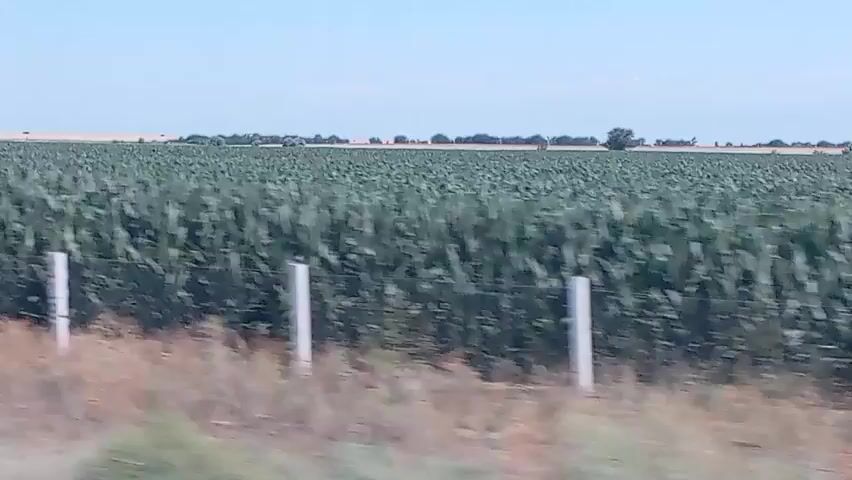 The video shows a vast agricultural field, likely corn, stretching into the distance under a clear blue sky. A fence with white posts runs across the foreground, bordering a patch of dry grass and dirt. In the background, a distant treeline is visible, with a few scattered trees and what appear to be agricultural vehicles or machinery. The perspective suggests the video was recorded from a moving vehicle, possibly alongside a road. The overall impression is of an expansive rural landscape on a sunny day.