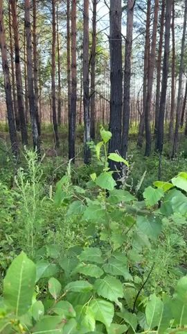 The video shows a forest scene with many tall, slender pine trees. The lower portions of many tree trunks are blackened, indicating they have been affected by fire. The ground is covered with lush green undergrowth, including various types of leafy plants and tall grasses. Sunlight filters through the trees, creating a dappled light effect on the forest floor. The camera appears to be moving slowly through the undergrowth, giving a sense of walking through the forest.