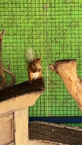 A red squirrel is perched on a wooden ledge, eating. The squirrel is facing the camera and holds food in its paws. It has a fluffy tail and prominent ears. The background is a green grid-like structure, possibly a fence or wall. To the left, there is a twisted branch. To the right, another wooden element, possibly a branch or part of a structure, is visible in the foreground, blurred. The lighting is bright.