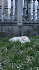 Casual moments captured around Kragujevac: dog, apartment, pasta, screen