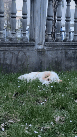 Casual moments captured around Kragujevac: dog, apartment, pasta, screen