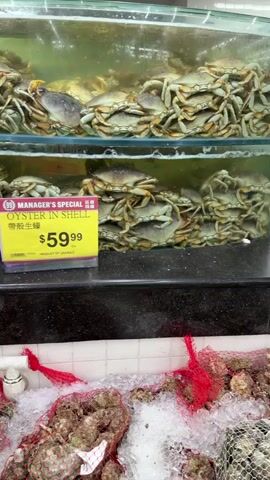 The video displays a seafood market. In the background, live crabs are held in tanks. A yellow sign indicates "Manager's Special Oyster in Shell" for $59.99. Below the tanks, oysters are displayed on ice, some in mesh bags with red netting. Another sign shows "Everyday Value Oyster in Shell" for $49.99 per 2 dozen. A separate sign provides information on "Oyster Handling." Further back, live lobsters are also visible in a tank, with a sign indicating "Live Local Lobster" for $13.99. The environment appears to be an indoor seafood market with a tiled floor and stainless steel surfaces. No people are actively engaged in shopping or handling the seafood within the frame.