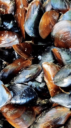 Sorting a large pile of mussels outdoors in Lymanka