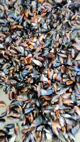 Sorting a large pile of mussels outdoors in Lymanka