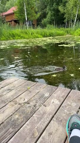 A first-person perspective video shows a person sitting on a wooden dock by a lake. In the water, a group of ducks are swimming. The environment is lush and green with trees and vegetation surrounding the lake, and a building is visible in the background. The person's feet, wearing athletic shoes, are visible in the foreground.