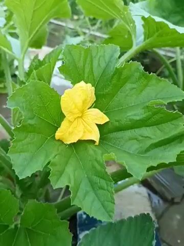 This is a close-up video of a bright yellow flower with five petals, resting on a large, green, textured leaf. The flower is centered on the leaf, and its delicate structure is clearly visible. The surrounding environment consists of more large green leaves and stems, suggesting a plant, likely a vine, in a garden or outdoor setting. The lighting appears to be natural, hinting at daytime. The focus is entirely on the flower and its immediate surroundings, creating an intimate portrait of this botanical detail. There are no people or animals visible, and no text appears in the frame. The overall impression is one of natural beauty and tranquility, highlighting the simple elegance of a blooming plant.