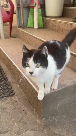 A black and white cat stands on a concrete step with tile trim and looks towards the camera. It then walks forward and appears to rub against the camera lens obscuring the view with white fur.