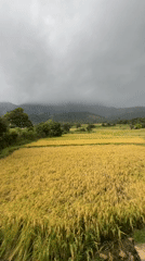 Golden rice fields near harvest captured in Pitawala, Sri Lanka