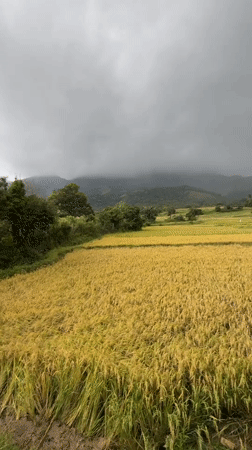 Golden rice fields near harvest captured in Pitawala, Sri Lanka