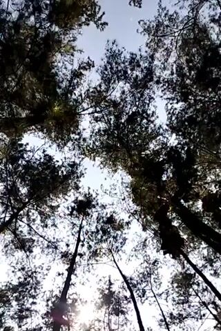 The video shows a low-angle view looking up through a canopy of trees. The sky is visible between the branches, with some sunlight filtering through. The trees appear to be tall and slender, with dense foliage. The camera is moving, causing a slight blurring effect as it pans and tilts through the treetops. The scene suggests an outdoor environment, possibly a forest or a park.
