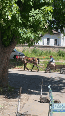 Horse-drawn cart travels through Razgrad streets