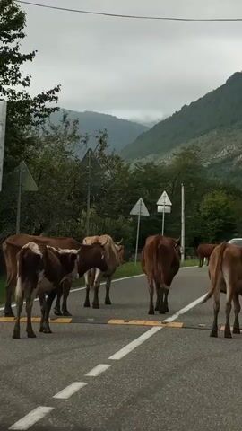 Cows are blocking traffic on a road. There are at least five cows in the middle of the road. One car is stopped behind the cows. There are trees and mountains in the background. The sky is cloudy.