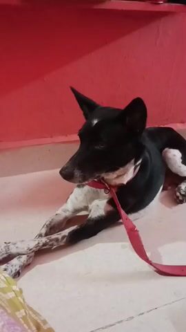 A black and white dog is lying on the floor, looking to the left. The dog is wearing a red collar and a red leash. The background is a red wall.