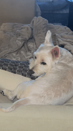 Dog rests on couch with checkered pillow in Palm Springs