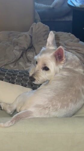 Dog rests on couch with checkered pillow in Palm Springs