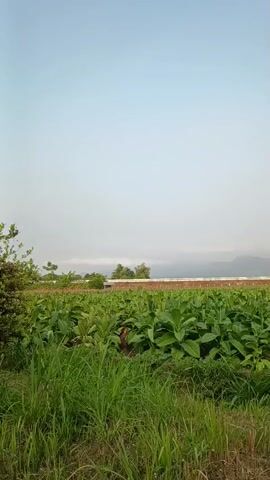 The video shows a wide, static shot of a large agricultural field filled with lush green plants, likely tobacco. In the foreground, taller grass and reeds are visible, with dry stalks at the very bottom of the frame. The field of plants extends into the middle ground, with rows of evenly spaced, broad green leaves. In the background, a thin line of what appears to be buildings or structures with red roofing is present, stretching across the horizon. Beyond these structures, distant mountains are faintly visible through a hazy sky. The sky itself is a pale blue, transitioning to a lighter, almost white hue towards the top of the frame, suggesting either early morning or late afternoon light. There are no people or animals visible in the video. The overall impression is one of a serene rural landscape.