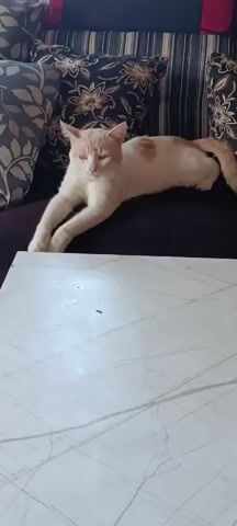 A cat lies on a dark sofa with patterned pillows behind it. The cat is light orange and white, with its front paws extended forward. In the foreground, a white, marble-patterned table is visible. The lighting appears to be natural, coming from the side. The camera is static, capturing the scene from a medium-wide shot.