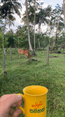 Cattle graze and rest around a palm-tree farm in Kabalana