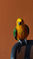 Sun conure parrot spotted on office chair in Khimki