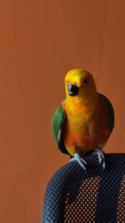 Sun conure parrot spotted on office chair in Khimki