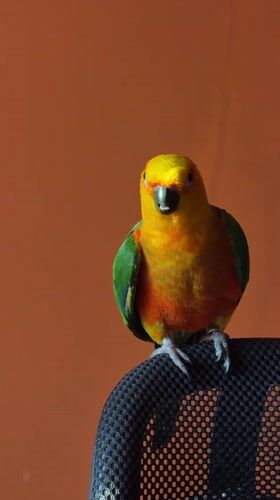 Sun conure parrot spotted on office chair in Khimki
