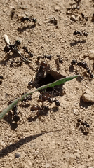 Morning nature observations in Rubí: ant colony, harnessed dog
