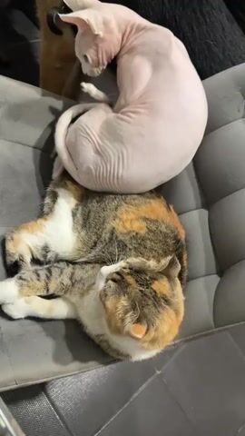 The video shows two cats resting on a gray cushioned surface. The cat in the foreground is a calico tabby with white, brown, and black markings, lying on its side with its head turned towards the camera. The second cat, a Sphynx cat with pinkish skin, is perched on top of the calico cat's back, curled into a ball and grooming itself. The background is blurred but suggests an indoor environment. The lighting is dim.