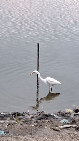 Egrets forage alongside excavator clearing debris in Lhokseumawe waterway