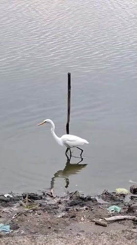 Egrets forage alongside excavator clearing debris in Lhokseumawe waterway
