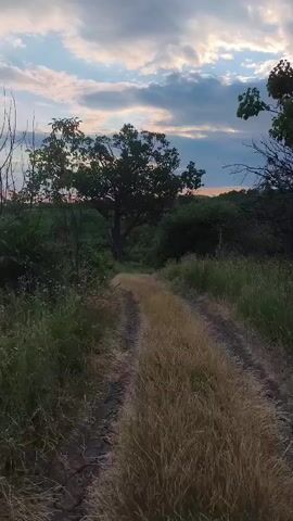 A dirt path winds through tall grass and brush. On either side of the path, the vegetation is dense and green. In the distance, a large, mature tree stands silhouetted against a cloudy sky. The sky is a mix of blues, grays, and soft oranges, indicating either dawn or dusk. The overall scene evokes a sense of nature and tranquility.