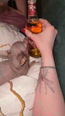 Chihuahua tries to lick beer bottle in Krasnoyarsk